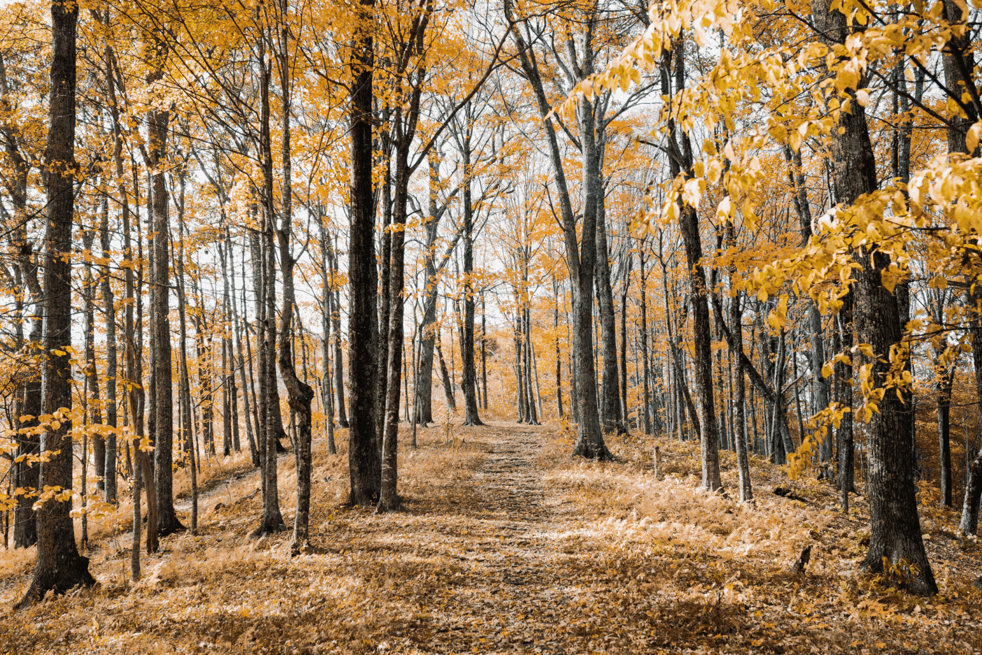 Things To Do In The Poconos: Adventures Await